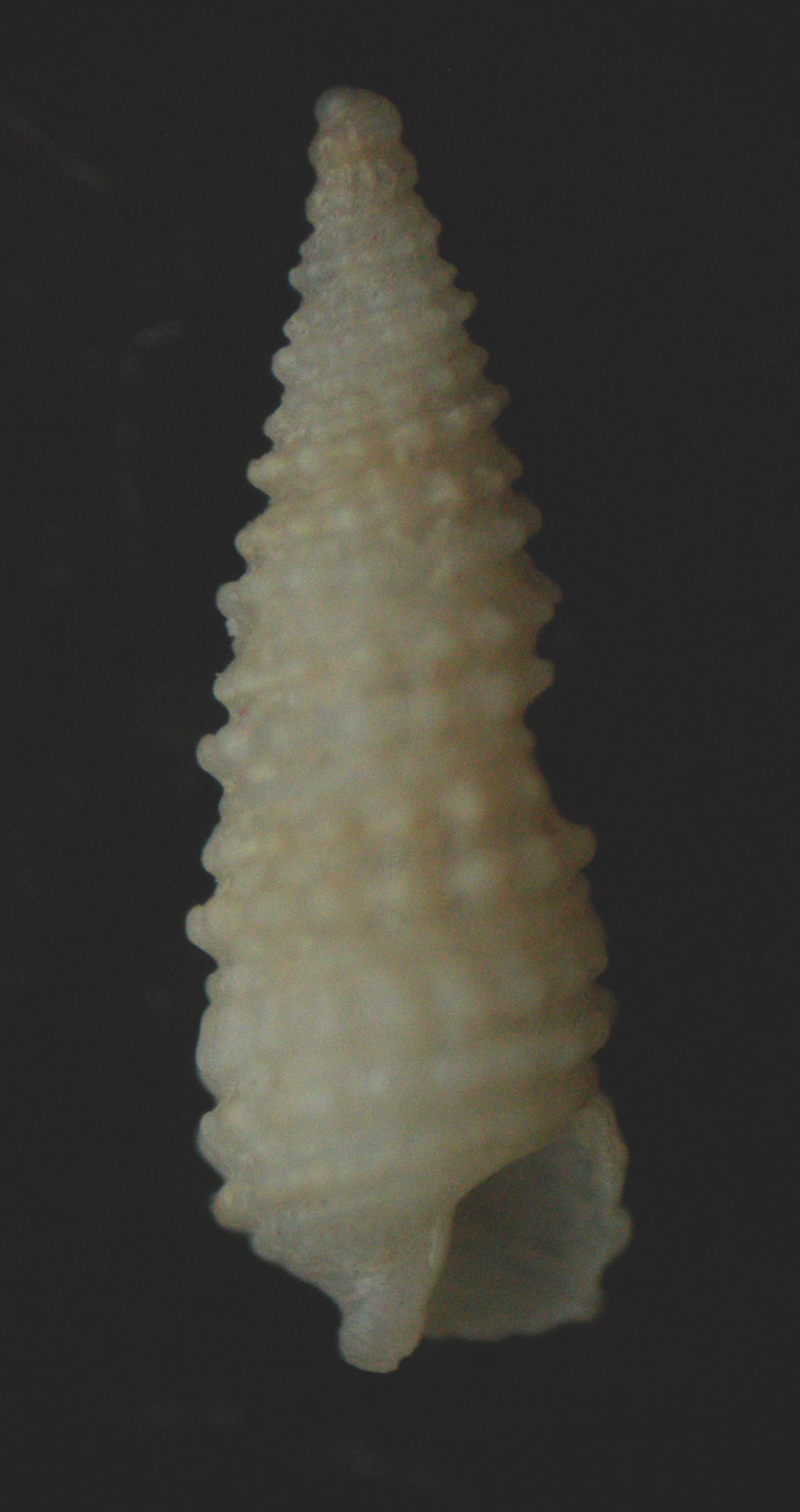 Onchodia valeriae